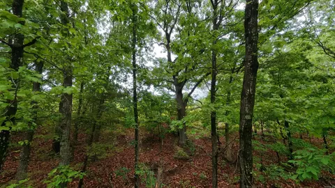 tbd Devils Pool Rd, Ridgedale, MO 65739 photo 13