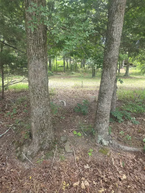 tbd Polk Rd 76 E, Mena, AR 71953 photo 4