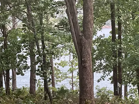View/Area - 74 Circle Acres, Edgemont, AR 72044 photo 2 of 6