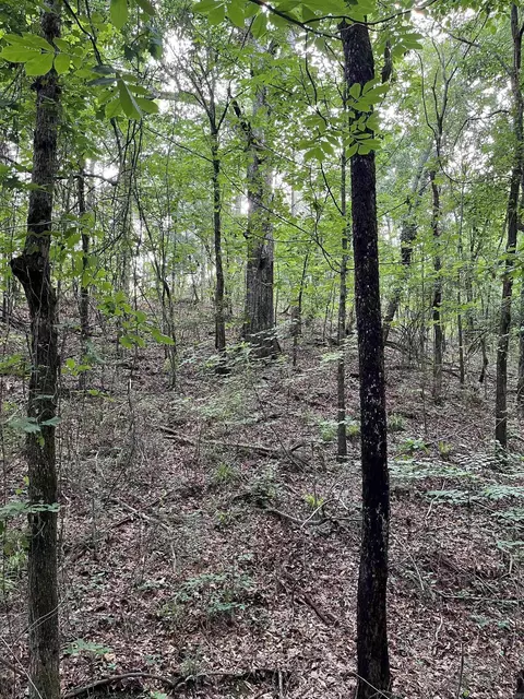 Williams North St, Horatio, AR 71842 photo 5