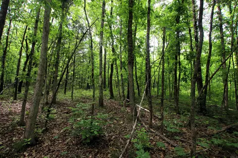 000 River Rd, Hardy, AR 72542 photo 42