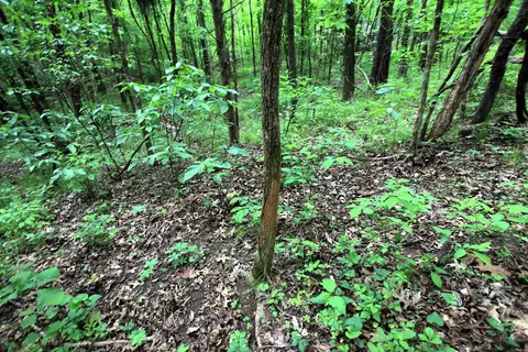 000 River Rd, Hardy, AR 72542 photo 37