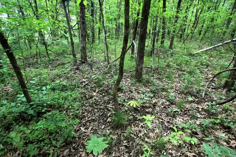000 River Rd, Hardy, AR 72542 photo 44