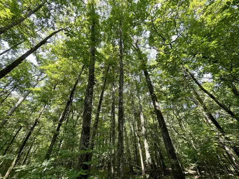 000 Resort Rd, Higden, AR 72067 photo 26