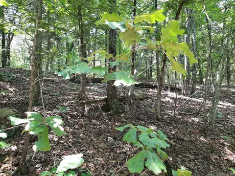 00 Wildhaven Rd, Mountain View, AR 72560 photo 3