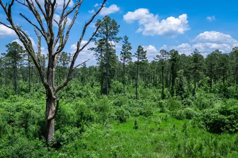 tbd Mathews Rd, Donaldson, AR 71941 photo 3