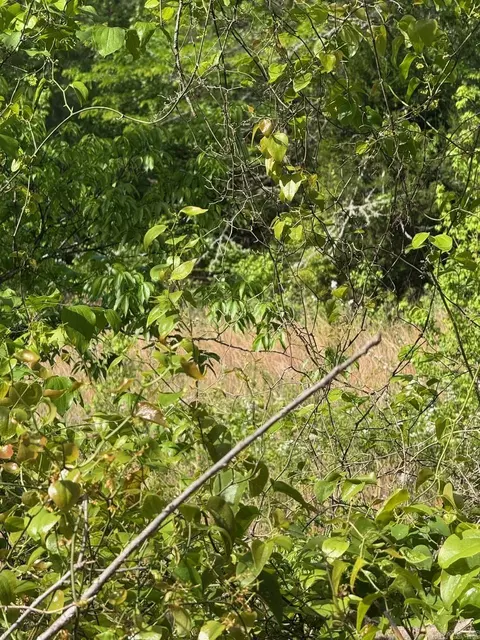 0 Smithers Rd, Paron, AR 72122 photo 6