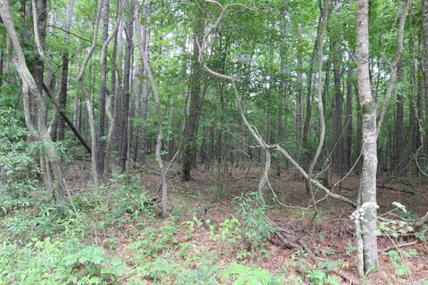 Other - 2230 Grant County Road 29, Pine Bluff, AR 71603 photo 5 of 13