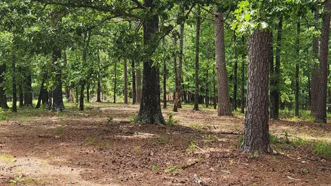 1108 Owley Rd, Mount Ida, AR 71957 photo 47