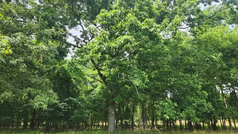 1108 Owley Rd, Mount Ida, AR 71957 photo 27