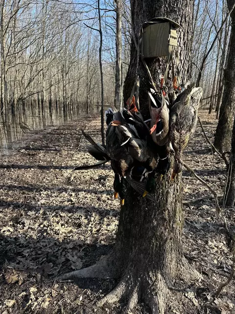 000 N Stokes Rd, Bald Knob, AR 72034