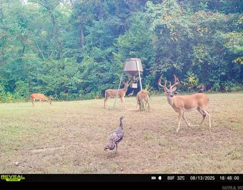 Other - 7135 Hwy 124, Quitman, AR 72131 photo 1 of 11