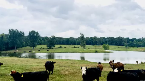 100 Acres Wynn Rd, Dierks, AR 71833