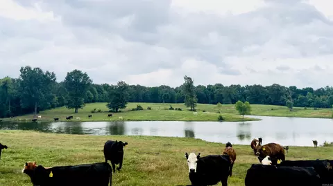 100 Acres Wynn Rd, Dierks, AR 71833