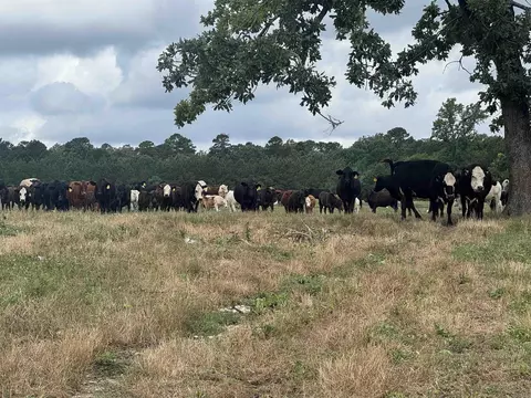 100 Acres Wynn Rd, Dierks, AR 71833 photo 3