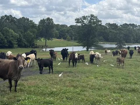 100 Acres Wynn Rd, Dierks, AR 71833 photo 9