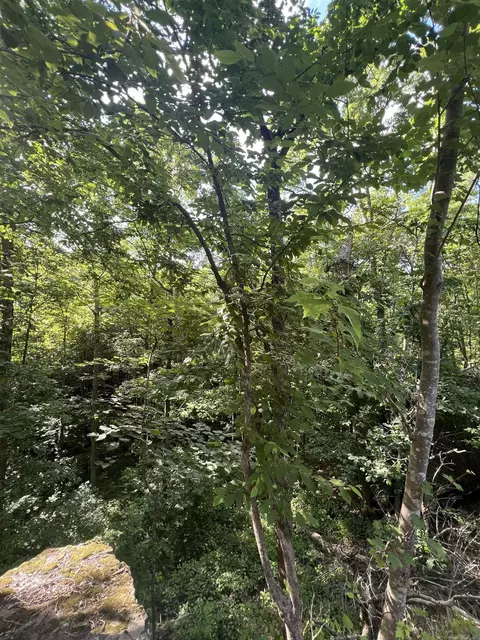 Other - 1070 Brewer Rd, Edgemont, AR 72044 photo 1 of 8