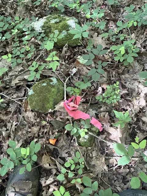 00 Peyton Mountain Rd, Dennard, AR 72629 photo 28