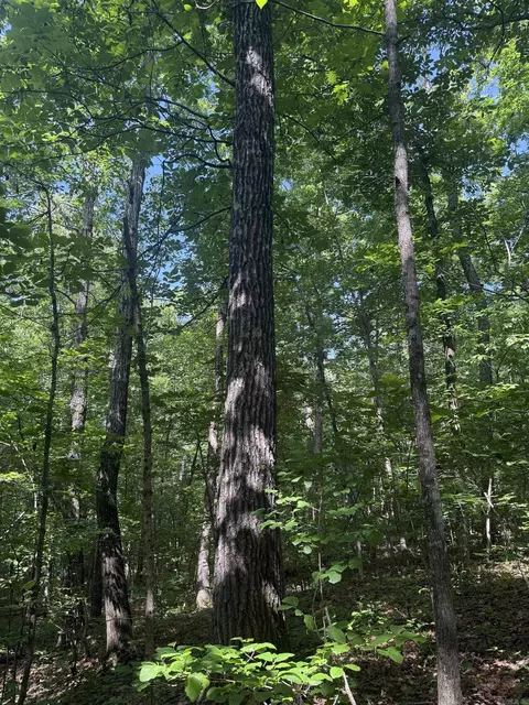 00 Peyton Mountain Rd, Dennard, AR 72629 photo 13