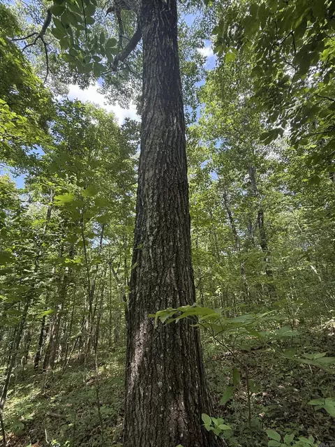 00 Peyton Mountain Rd, Dennard, AR 72629 photo 5