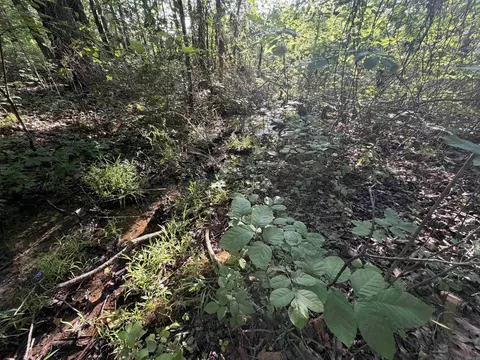 0 Kirkendoll Rd, Clinton, AR 72031 photo 20