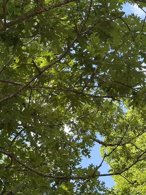 Other - 1300 Hc 33, Compton, AR 72624 photo 7 of 14