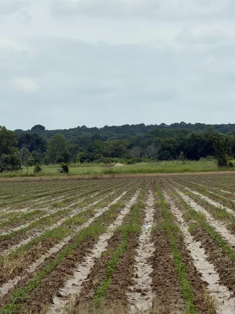 77 7 Acres Pineview Rdbenson Ln, Trumann, AR 72472 photo 10