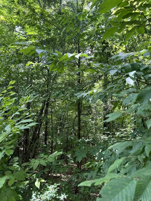 tbd Pleasant Pt, Mount Ida, AR 71957 photo 19