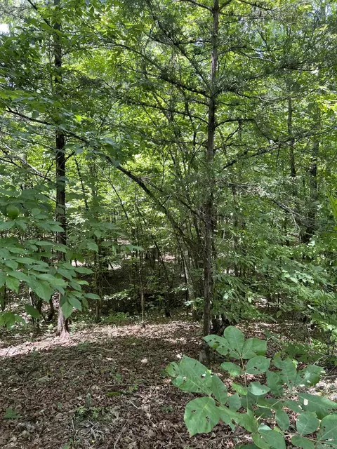 tbd Pleasant Pt, Mount Ida, AR 71957 photo 21