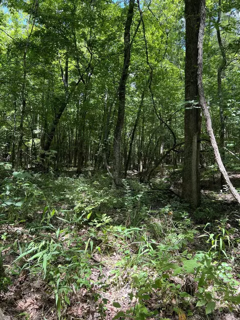 tbd Pleasant Pt, Mount Ida, AR 71957 photo 17