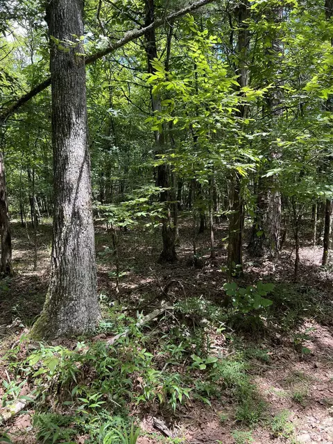 tbd Pleasant Pt, Mount Ida, AR 71957 photo 10