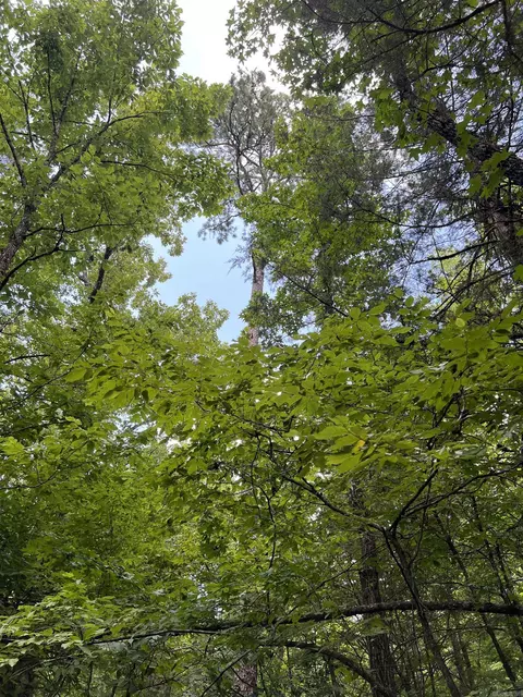 tbd Pleasant Pt, Mount Ida, AR 71957 photo 8