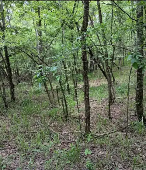 tbd Pleasant Pt, Mount Ida, AR 71957 photo 42