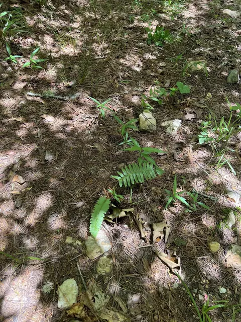 tbd Pleasant Pt, Mount Ida, AR 71957 photo 12