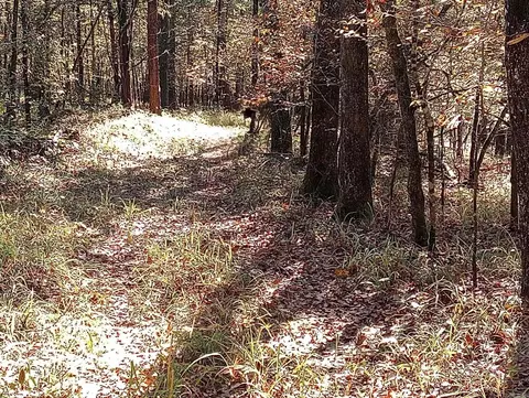 tbd Pleasant Pt, Mount Ida, AR 71957 photo 38