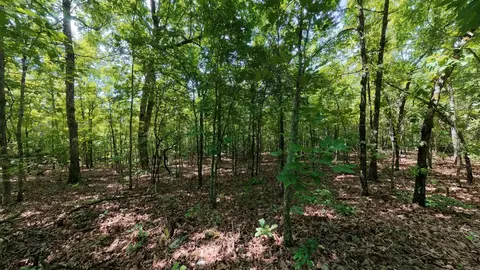 000 Ridgehaven Rd, Mammoth Spring, AR 72554 photo 6