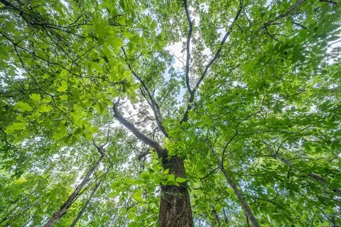 000 Ridgehaven Rd, Mammoth Spring, AR 72554 photo 14