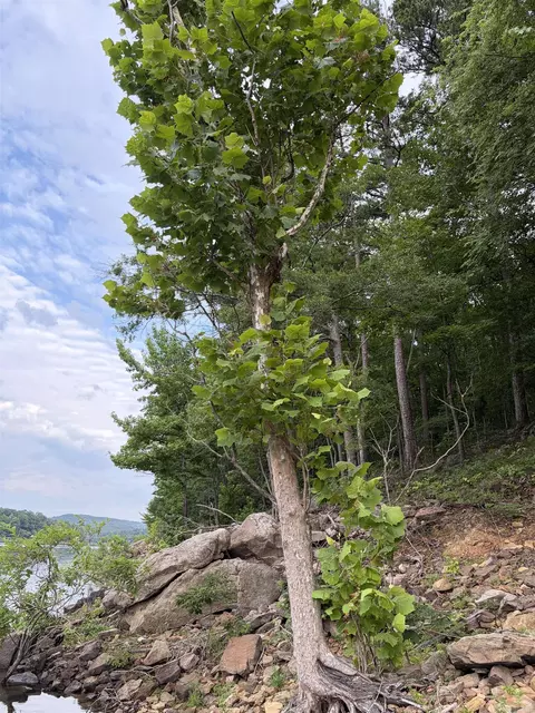 Bear Mountain Rd., Prim, AR 72130 photo 19