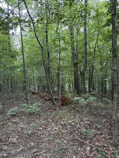 Bear Mountain Rd., Prim, AR 72130 photo 14