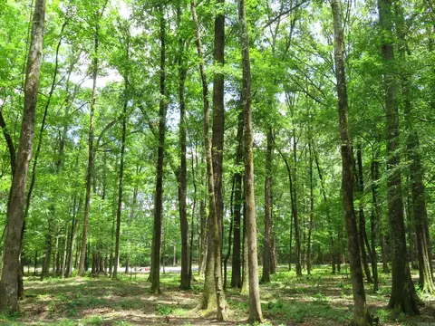 15 Acres Sidell Rd, Benton, AR 72015 photo 10