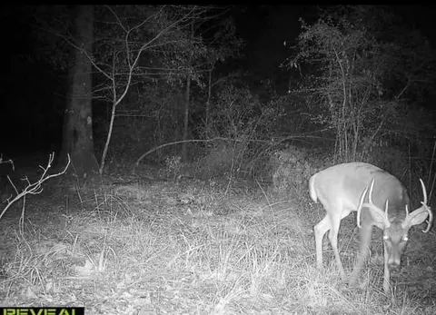 4400 Rye Cutoff Rd, Rison, AR 71665 photo 11