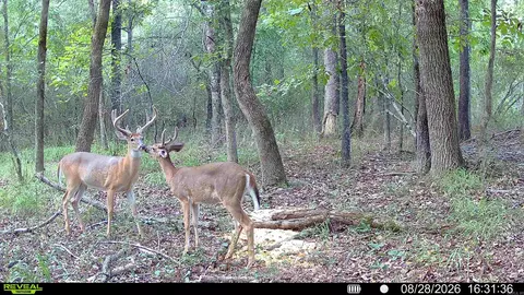 000 Arthur Kirk Rd, Beebe, AR 72012 photo 8