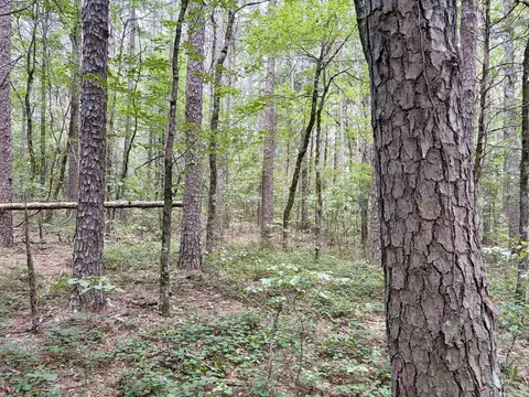 000 Bee Branch Rd, Quitman, AR 72131 photo 10