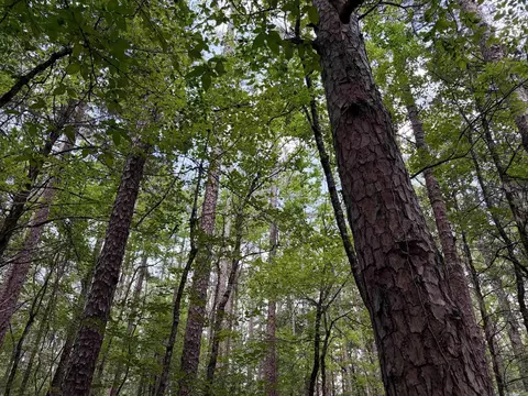 000 Bee Branch Rd, Quitman, AR 72131 photo 9