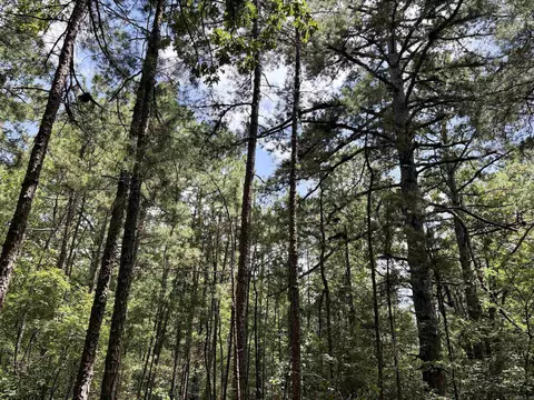 000 Bee Branch Rd, Quitman, AR 72131 photo 38