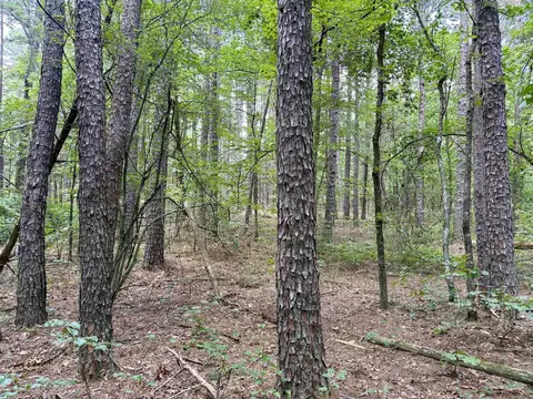 000 Bee Branch Rd, Quitman, AR 72131 photo 8