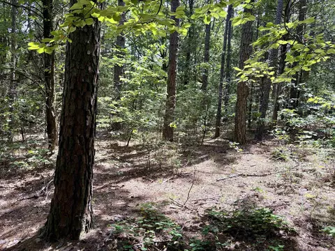 000 Bee Branch Rd, Quitman, AR 72131 photo 40