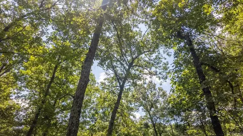 3 Upper Janes Creek Road, Ravenden, AR 72459 photo 12