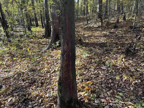 3225 Loop Rd, Holly Grove, AR 72069 photo 37