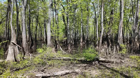 3225 Loop Rd, Holly Grove, AR 72069 photo 25